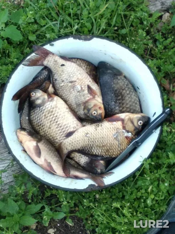 Crucian carp — Oka, Jul 19, 2018