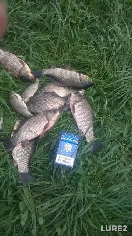Crucian carp — Vladimirskaya oblast, Muromskiy rayon, May 20, 2018