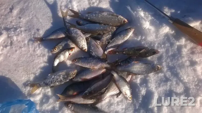 Roach — Oka, Mar 09, 2018