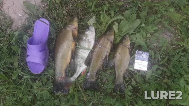 Perch, Tench — Bolshoy Treshnevskiy, Jun 23, 2019