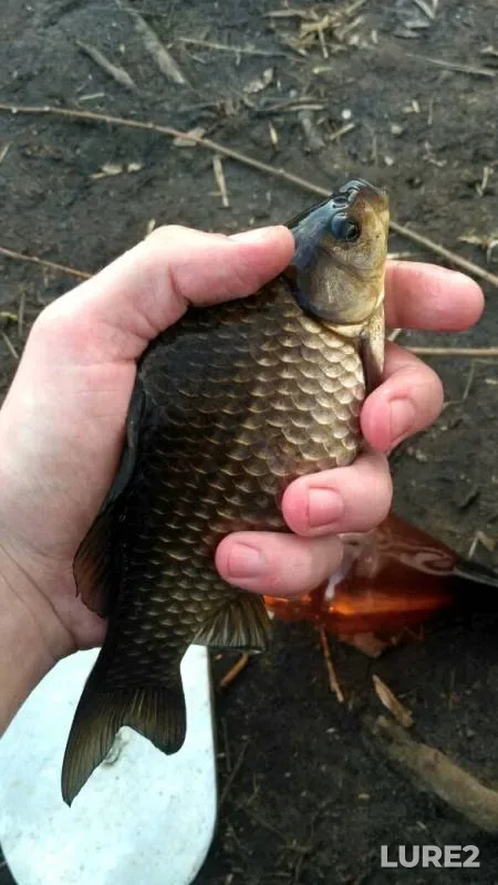 Crucian carp — Lyubvi, Apr 30, 2019