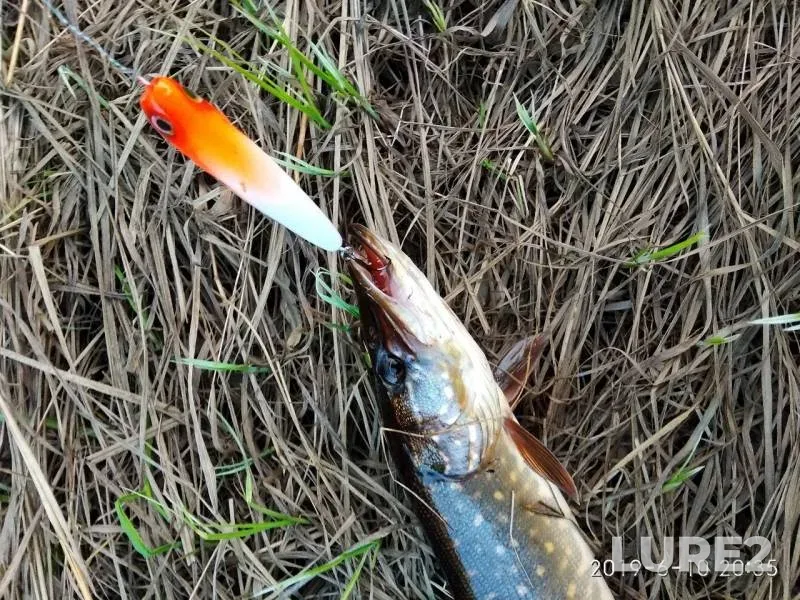 Perch, Pike — Vandras, Jun 11, 2019