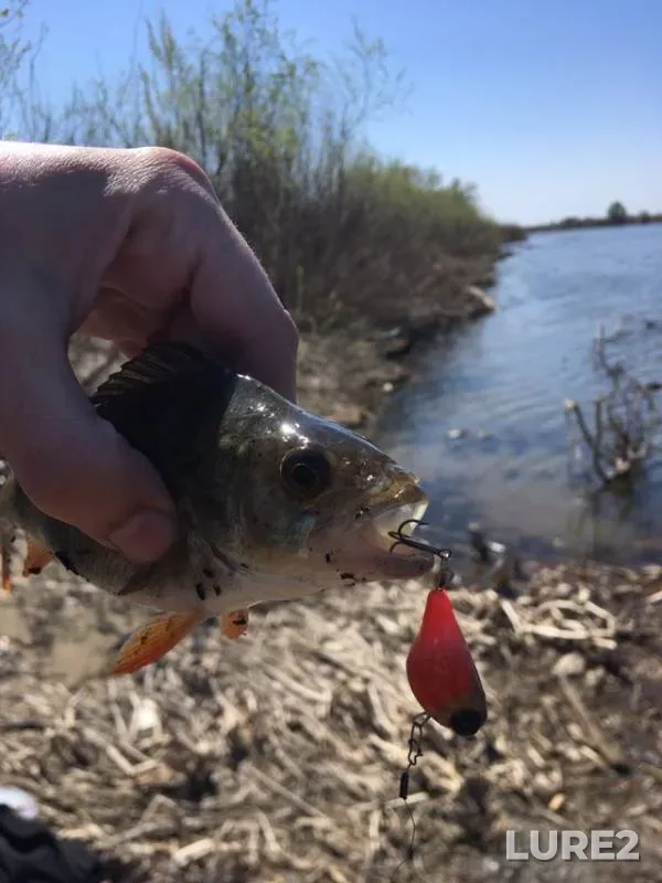 Perch, Pike — Astrakhanskaya oblast, Yenotayevskiy rayon, Apr 24, 2019