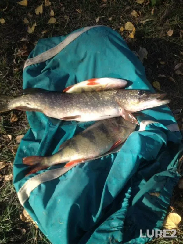 Perch, Pike — Plyazhnoye, Oct 08, 2018