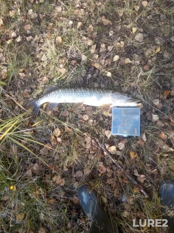 Pike — Chusovaya, Sep 25, 2019