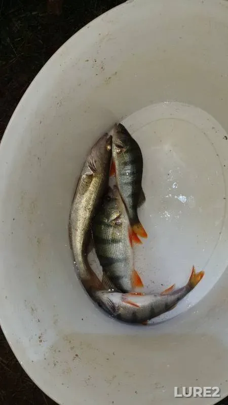 Perch, Zander — Beloyarskoye, Aug 16, 2019