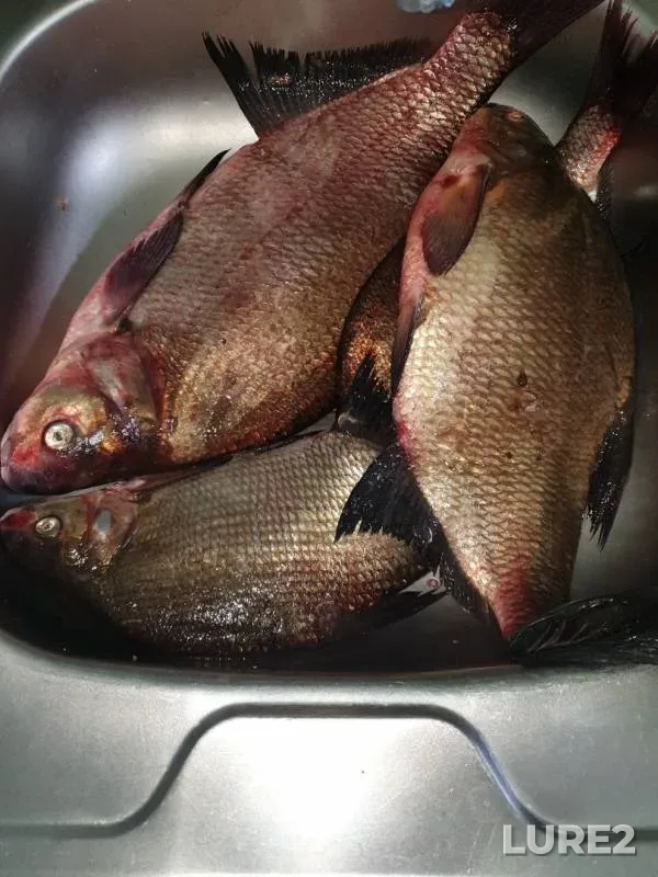 Bream — Beloyarskoye, Jun 30, 2019