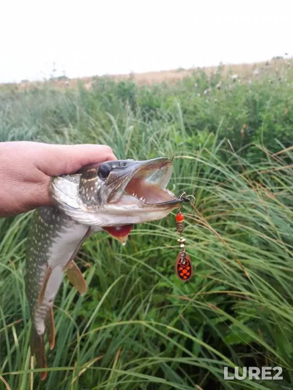 Pike — Zhayyқ - Ural, Sep 03, 2019