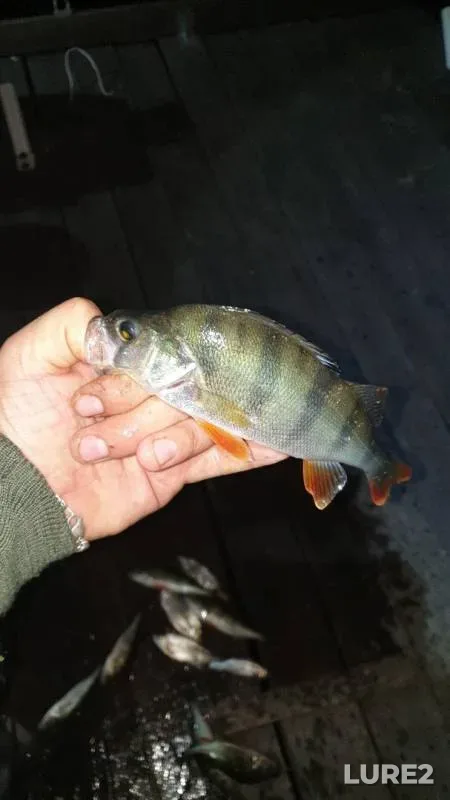 Perch — Beloyarskoye, Sep 08, 2019
