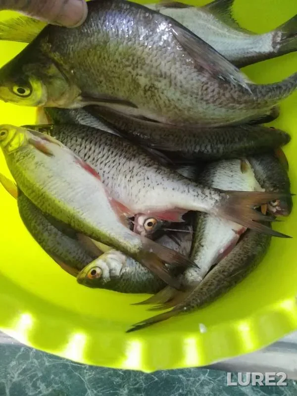 Roach, White bream — Oka, Jun 03, 2018