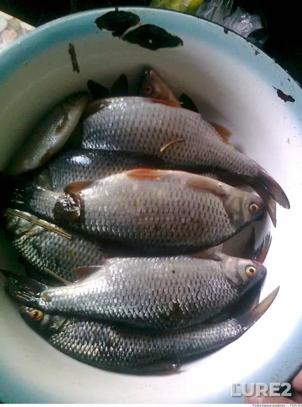 Roach — Oka, Jun 09, 2019