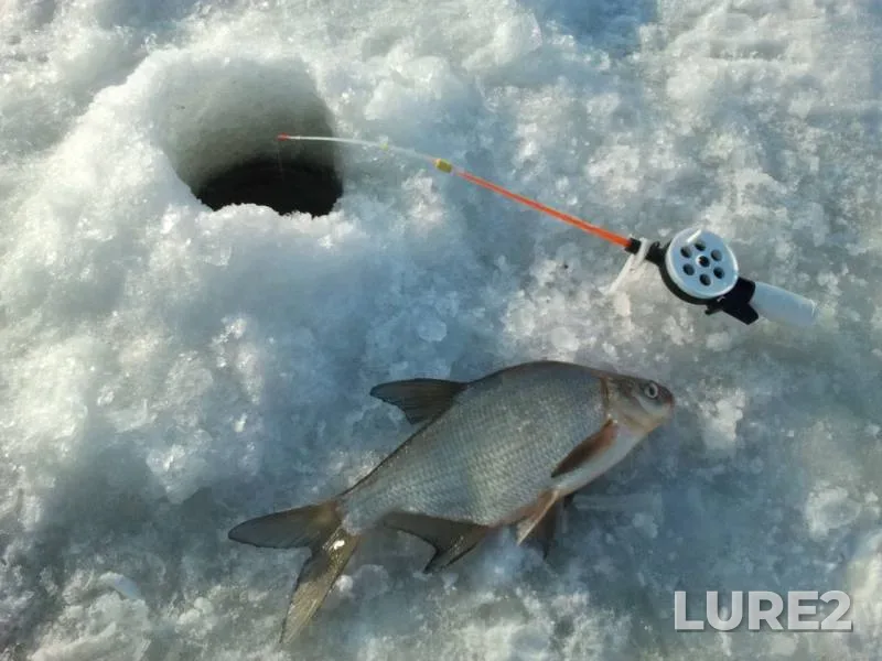Bream — Desnogorskoye, Jan 10, 2019