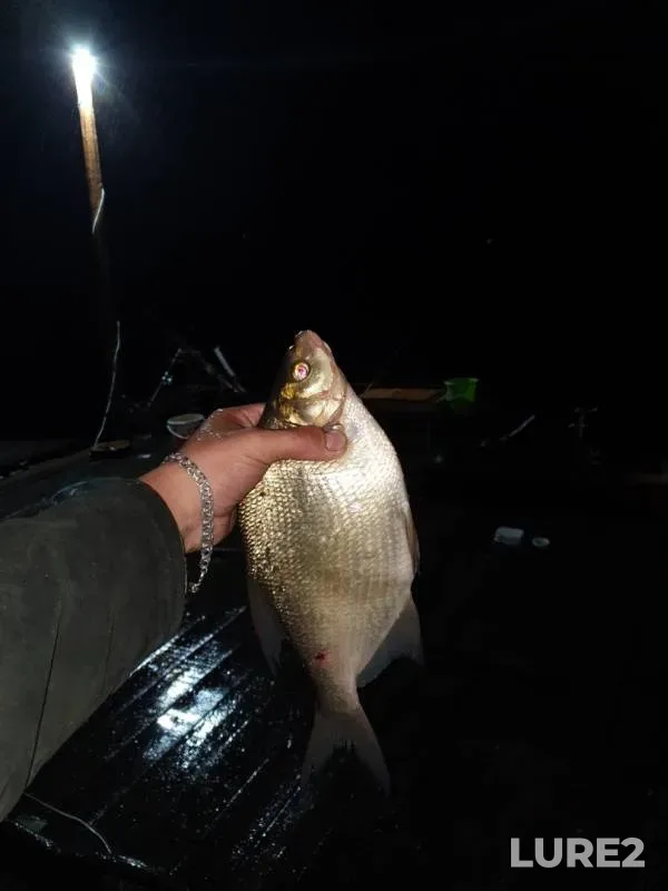 Bream — Beloyarskoye, Jun 26, 2019