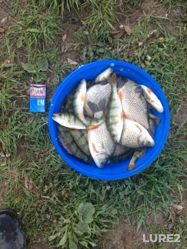 Crucian carp, Perch — Sverdlovskaya oblast, Nevyanskiy gorodskoy okrug, Jun 02, 2019