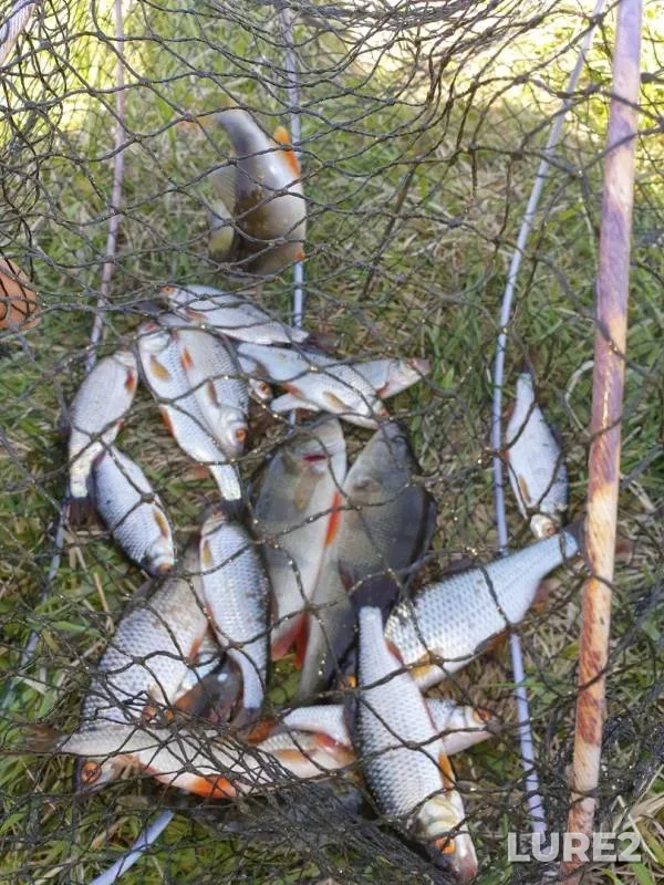 Perch, Roach — Sverdlovskaya oblast, May 26, 2019