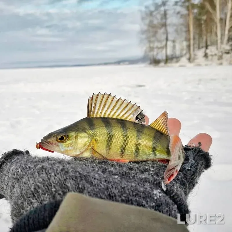 Perch — Tavatuy, Dec 12, 2018