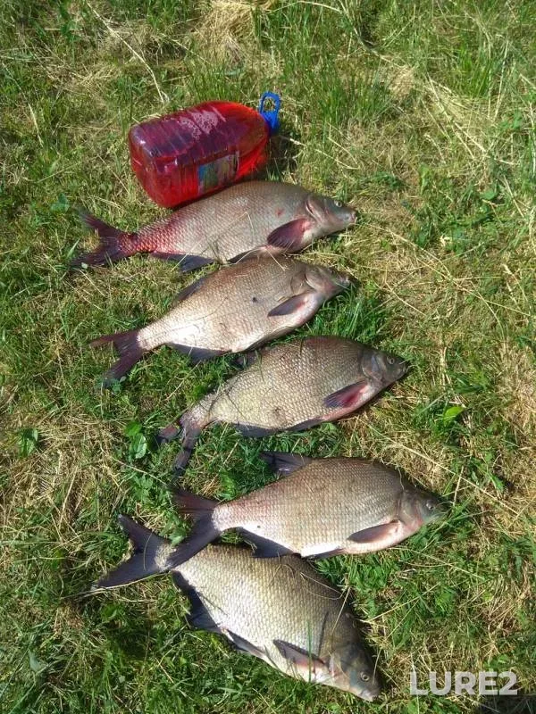 Bream — Beloyarskoye, Jul 04, 2018