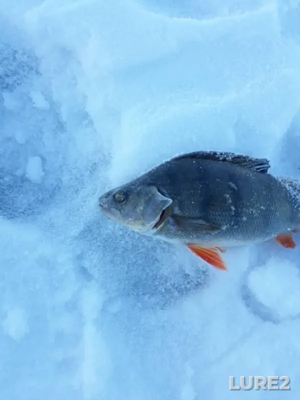 Bream, Perch — Beloyarskoye, Dec 15, 2018