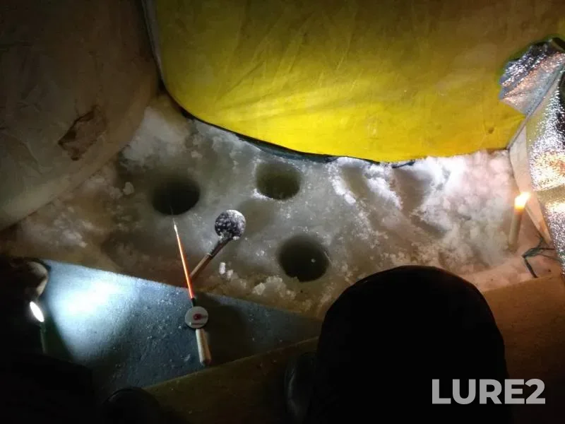 Crucian carp — Uyelgi, Feb 18, 2019