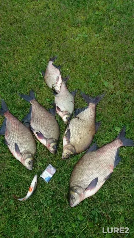Bream — Beloyarskoye, Jun 18, 2018