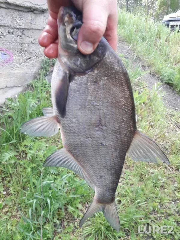 Bream — Shitovskoy istok, Jun 16, 2018