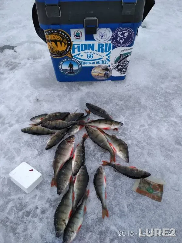 Perch — Tavatuy, Apr 21, 2018