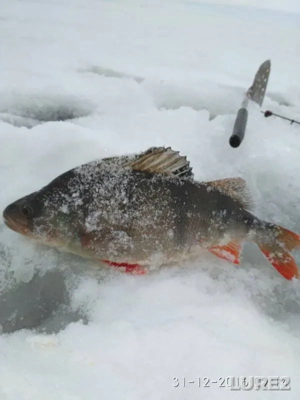 Perch — Samarskaya oblast, Dec 31, 2016