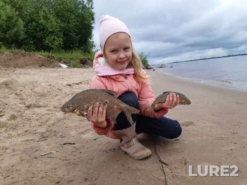 Bream, Roach — Severnaya Dvina, Jul 11, 2019