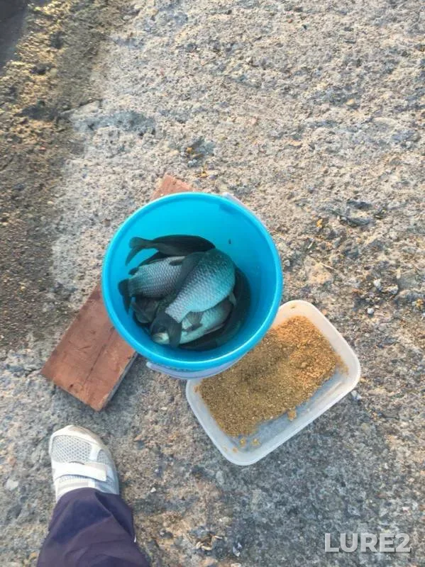 Crucian carp — Bulak, May 16, 2016