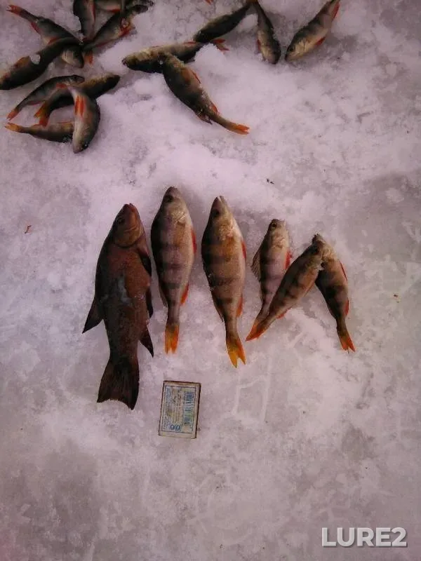 Perch, Tench — Kaluzhskaya oblast, Baryatinskiy rayon, Jan 13, 2015