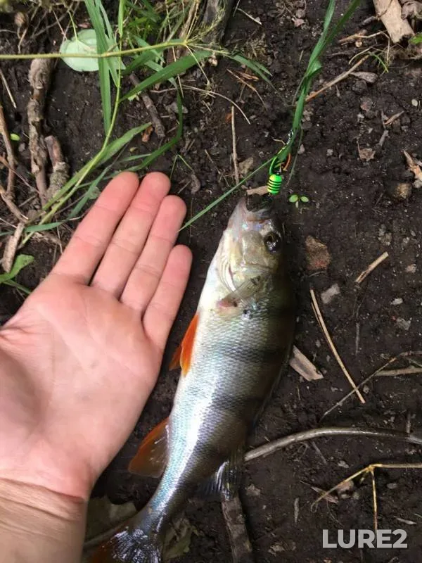 Perch, Pike — Okhta, Jul 10, 2018