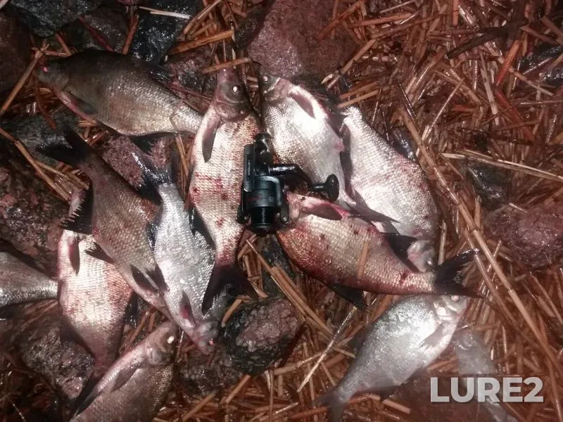 Bream — Leningradskaya oblast, Jul 20, 2018