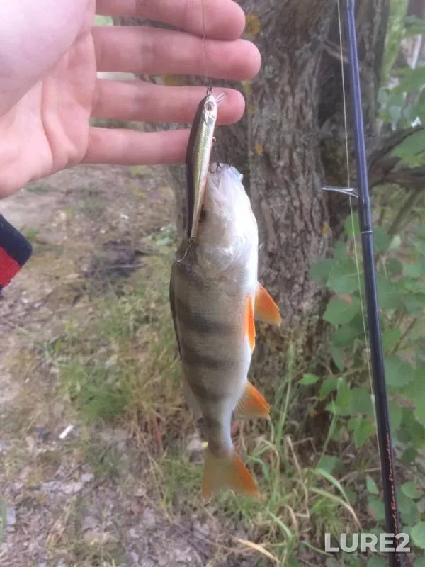 Perch, Pike — Tankovyye, Jun 24, 2018