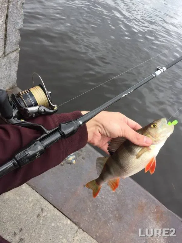 Perch — Srednyaya Nevka, Apr 22, 2018