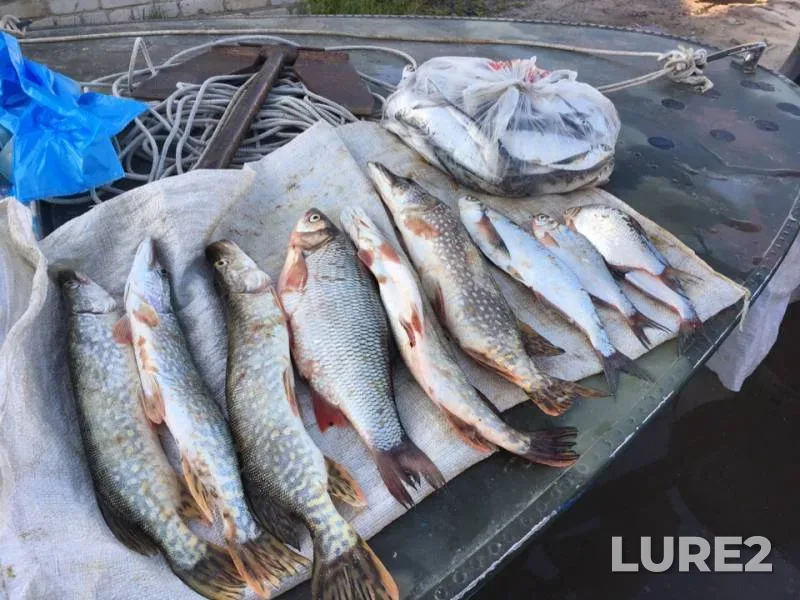 Ide, Pike — Oka, Jul 13, 2019