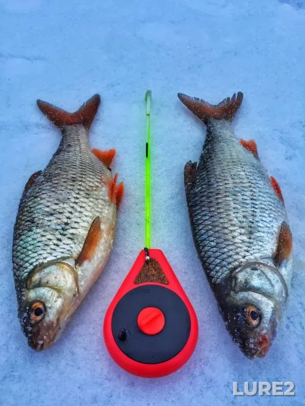 Roach — Oka, Nov 24, 2018