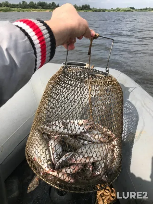 Roach — Nizhegorodskaya oblast, Jul 22, 2018