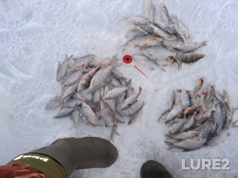 Perch, Roach — Oka, Feb 24, 2018