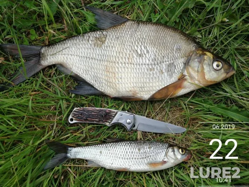 Bream, Pike — Permskiy kray, Jun 24, 2019