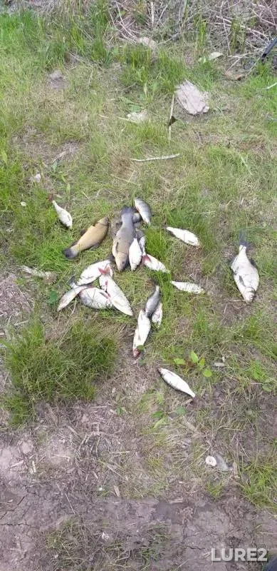 Bream, Perch — Gatnoye, May 26, 2019