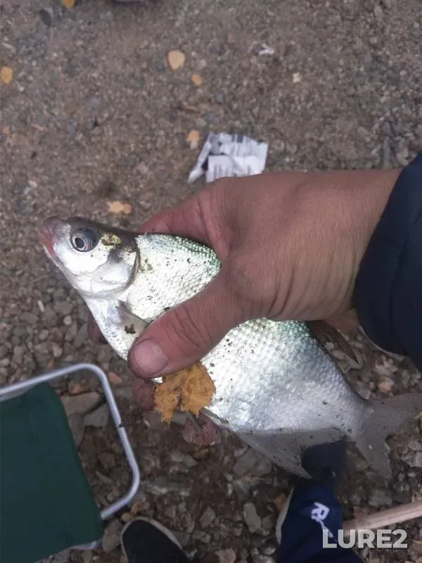 Bream, Roach — Beloyarskoye, Oct 14, 2019