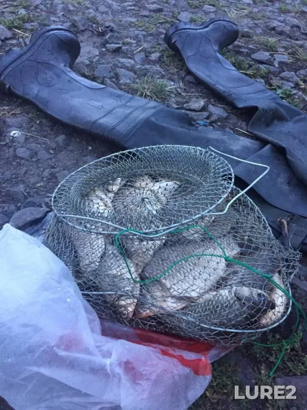 Crucian carp — Uyelgi, Jul 14, 2019