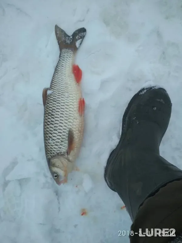 Bream, Ide — Oka, Apr 04, 2018