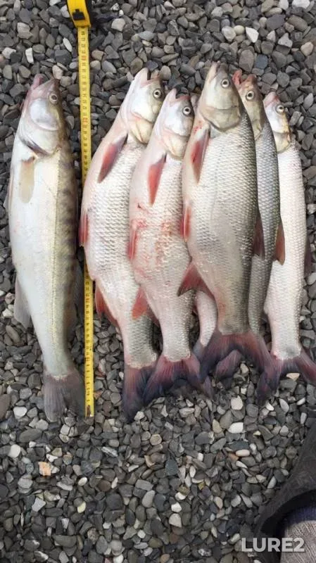 Asp, Zander — Astrakhanskaya oblast, Limanskiy rayon, Apr 05, 2019