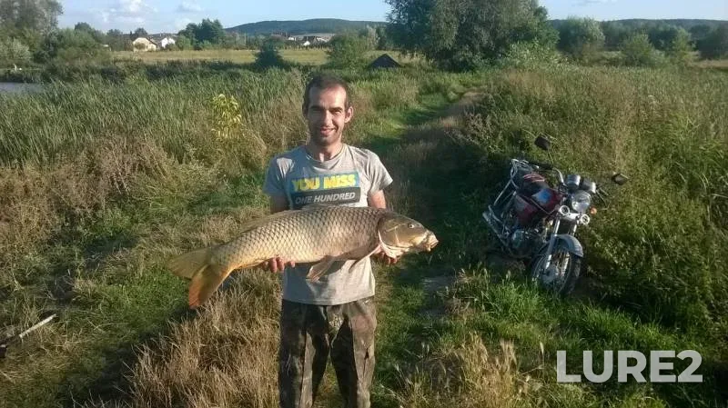 Carp — Lvіvska oblast, Sep 02, 2016