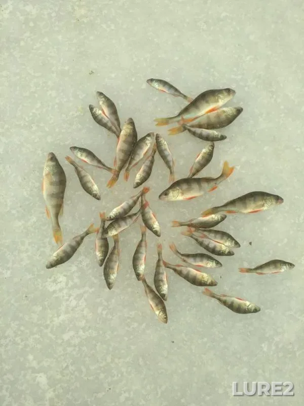 Perch — Poltavska oblast, Nov 25, 2018