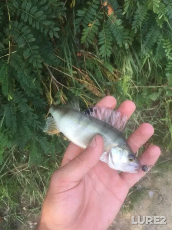 Perch, Zander — Vorskla, Sep 12, 2018