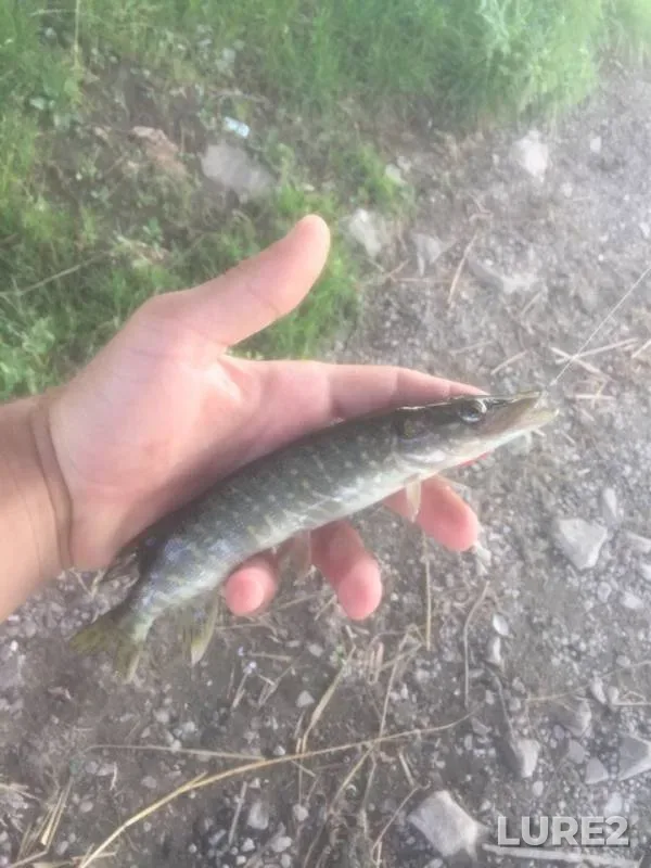 Perch, Pike — Vorskla, Sep 05, 2018