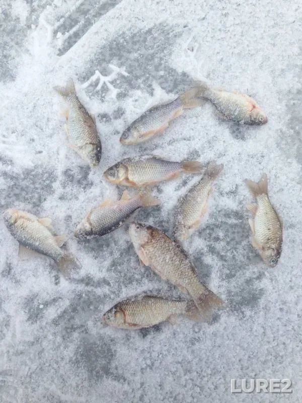 Crucian carp — Poltavska oblast, Jan 28, 2018