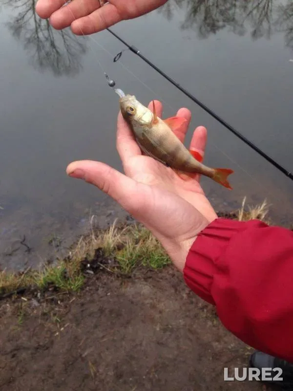Perch — Vorskla, Jan 02, 2018